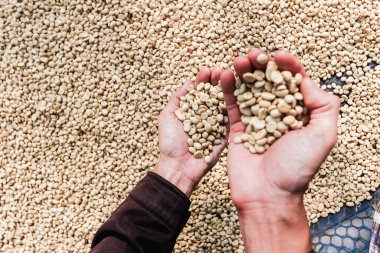 Çiftçiler, ihracatçının markalı kavrulmuş kahve çekirdeklerini ihraç eden yatırımcılardan gelen emirlere göre ihraç etmeden önce işlem için kurutulmuş kahve çekirdeklerini inceliyorlar..