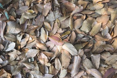 Yerdeki kahverengi kuru yaprak, yaşla birlikte dökülen ve hala büyümekte olan kahve bitkisini gübrelemek için bırakılan kahve yapraklarıdır. Üst Görünümde Yaprak arkaplan ve metin için Boşluğu Kopyala.