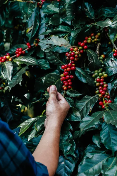 Farmers Inspecting Fully Ripe Coffee Beans Ready Harvested Processed Export — Stock Photo, Image