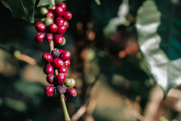 完全に熟したコーヒー豆の収量は 森林伐採ではなく作物に代わる農家によって輸出のために収穫され処理される準備ができています コーヒー豆は輸出のための普及した現金作物である — ストック写真