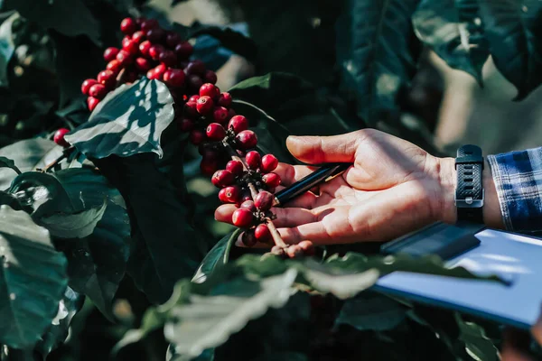 Gli Agricoltori Stanno Ispezionando Chicchi Caffè Completamente Maturi Che Sono — Foto Stock