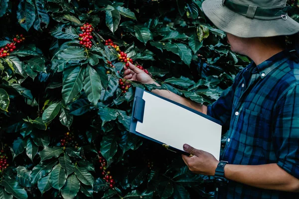 Gli Agricoltori Stanno Ispezionando Chicchi Caffè Completamente Maturi Che Sono — Foto Stock