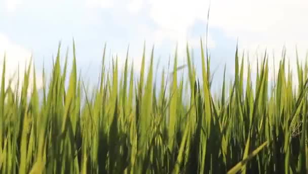 Soft Breeze Blowing Green Grass Looked Beautiful Background Morning Sky — Stock Video
