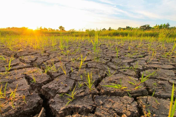 Cracked soil in the dry season is caused by the hot summer weather in Thailand causing water to evaporate and the soil lacking moisture to the point of cracking and unable to cultivate.