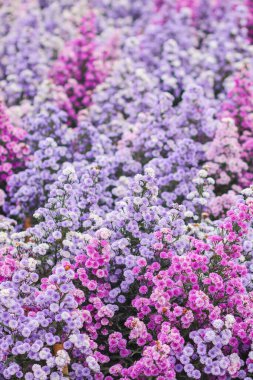 The beautiful purple margaret field is a flower garden open for tourists to see the beauty in winter. Margaret is a flowering plant with good meaning, the word Margaret means sincerity, true love.