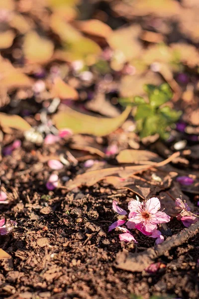 Cherry Blossom Prunus Cerasoides Falling Streets Cherry Blossom Prunus Cerasoides — Stockfoto