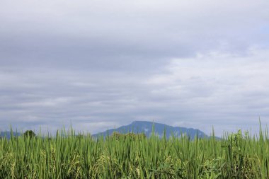 Doğanın güzel arkaplanı ve yağmur mevsimi güzel ve ferahlatıcı bir manzaradır. Taze ve sulu yağmur sezonu doğa arkaplanı metin için Kopyalama Boşluğu ile birlikte arka plan.