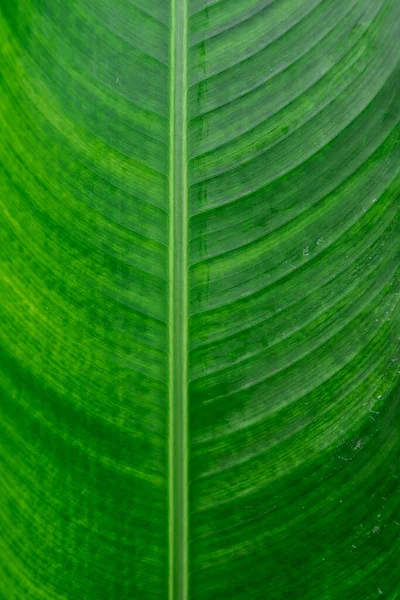 The speckled and beautiful patterned banana leaf background is popular with tree lovers. Spotted banana leaves, often with beautiful colors and unusual patterns, are popular with plant lovers.
