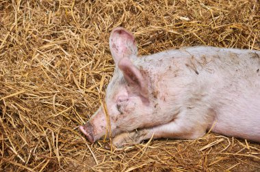 little pig sleeps in the straw