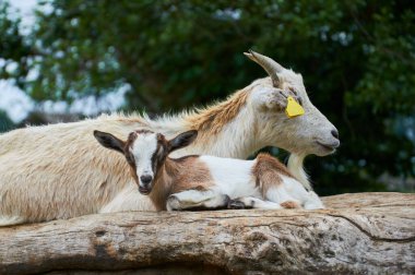 Mother goat and kid above tree branch