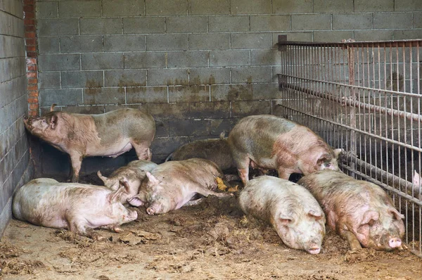 Big dirty pigs in the pen amidst excrement and mud