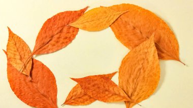 Sarı yapraklı sonbahar arkaplanı. Sonbahar bitkisi. Desen.