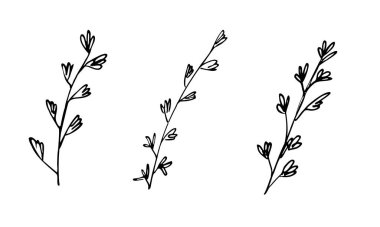 Filiz kekik seti. Yemek pişirmek için otlar. Vektör illüstrasyonu