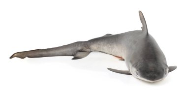 Gri Hemşire Shark beyaz arka planda izole.