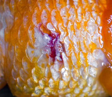 Hasta Buffalo Ranchu balık pulları ve ülser..