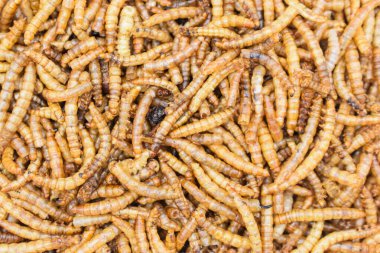 Protyn Arowana balık yemi, kurutulmuş siyah toprak kızartıcı larva. Üst görünüm.