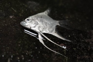 Gümüş melek cichlid balığı öldü. Küçük akvaryum balığı öldü. Hayvan istismarı.