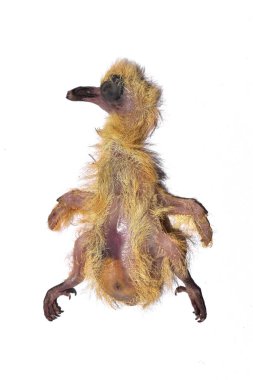 Sudden death of yellow baby bird. 