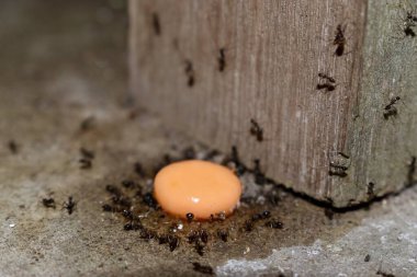 Küçük siyah karıncalar şeker yiyor. Takım çalışması kavramı.