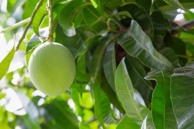 Yeşil yapraklarla çevrili bir ağaçta çiğ elma.