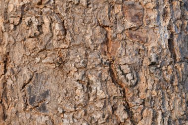 Kabuk dokusu Ortam Arkaplanı Doğal ahşap Doku Bir ağaç gövdesinin yakın plan Vintage kahverengi arkaplan
