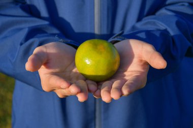Her iki elle taze portakal tutan insanlar Bahçede sarı yeşil sağlıklı yiyecek ve içecek fotokopi alanı ile objeler.