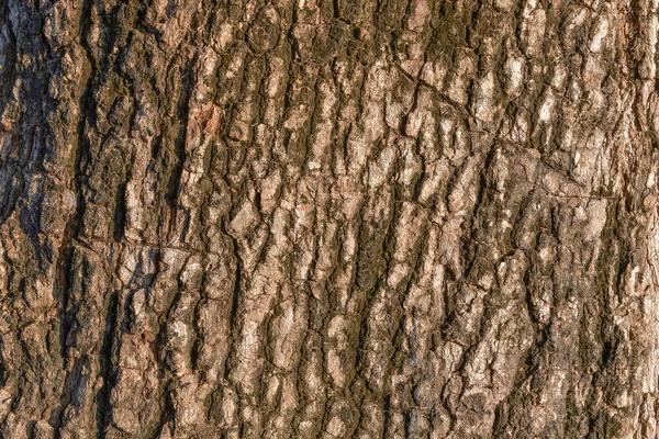 森の中の古い樹皮のテクスチャパターンを閉じる Vintage Back — ストック写真