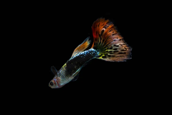 the natural beauty of guppy fish with long tails and beautiful patterns swimming in an aquarium with a black background.