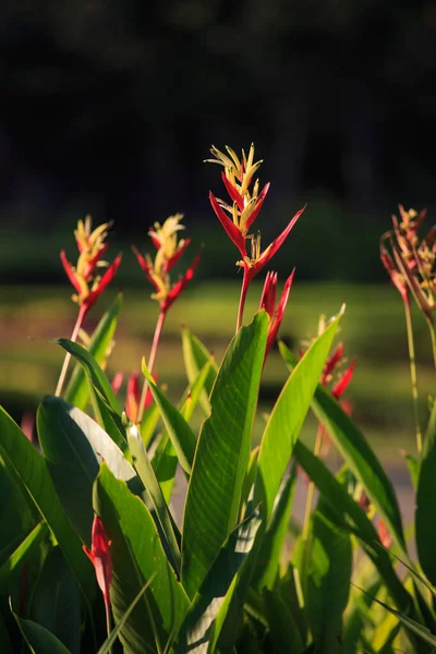 Red yellow claw flower on a green leaf with morning light, flower