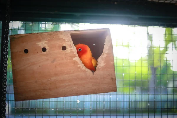 Orange Budgerigar Crate Hanging Beautiful Natural Morning Cage — Stock Photo, Image