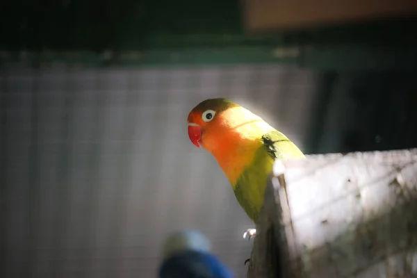 Madárketrec Gyönyörű Zöld Narancssárga Papagájjal Vörös Szájú Ültetett Egy Fadobozban — Stock Fotó