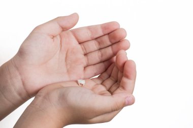 İlk bebek dişi, beyaz stüdyo arka planında çocuğun avuçlarında diş hekimliği, düzgün diş bakımı ve ağız bakımı kavramı.