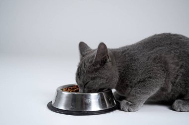 Beyaz arka planda kroket yiyen gri kedi