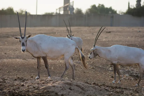Skupina Arabských Oryx Oryx Leucoryx Nebo Bílých Oryx Střední Velikosti — Stock fotografie