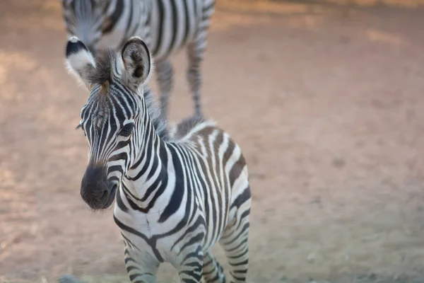 Bir Zebra Yavrusunun Yakınında Dışarıda Duruyor — Stok fotoğraf