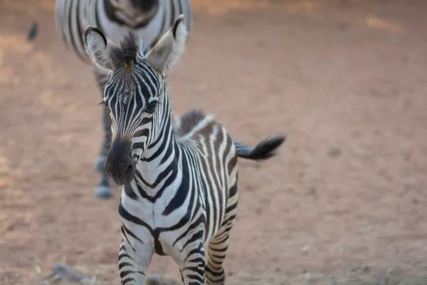 Bir Zebra Yavrusunun Yakınında Dışarıda Duruyor — Stok fotoğraf
