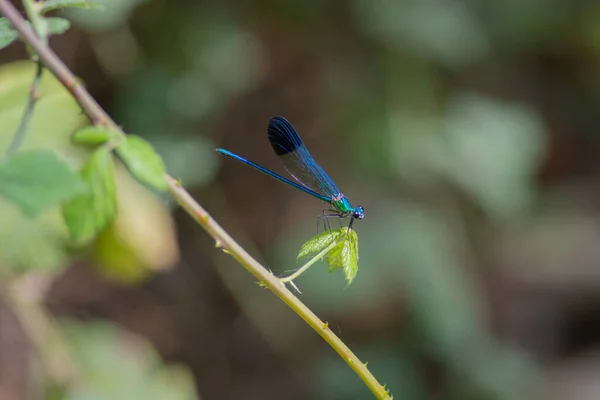 Primo Piano Della Calopteryx Syriaca Conosciuta Comunemente Come Demoiselle Siriana — Foto Stock