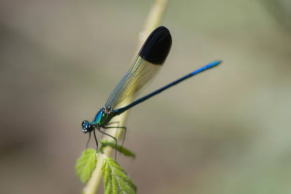 Närbild Calopteryx Syriaca Allmänt Känd Som Den Syriska Demoiselle Född — Stockfoto