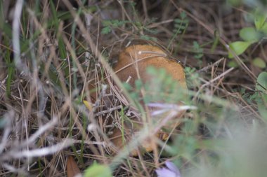 Çam ormanlarında bulunan yenilebilir bir mantar olan 