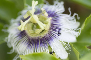 Bir çarkıfelek meyvesinin (Passiflora edulis) yakın çekimi