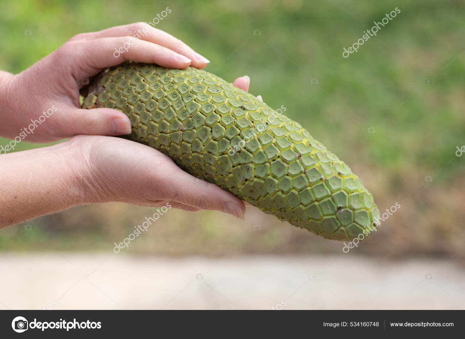 Swiss Cheese Plant Fruit