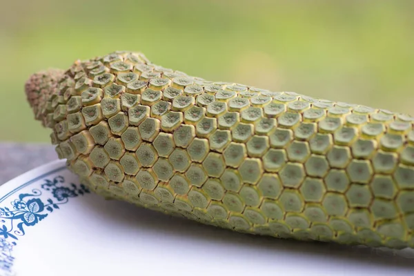 Close up of the Monstera deliciosa fruit, or the Swiss cheese plant, a species of flowering plant native to tropical forests