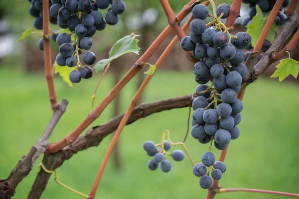 Bunch of wine grapes, hanging from the plant