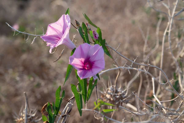 Blühende Blüte Eines Gewöhnlichen Prachtwindrings Convolvulus Dorycnium — Stockfoto