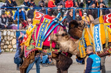 Bodrum, Mugla, Türkiye, 01.08.2022: Türkiye Ege Bölgesi 'nde renkli geleneksel hayvan eyeri örtüsüyle deve güreşi. Yerel halk maçı açık tribünden izliyor..
