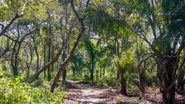 Dirt path in the jungle. Tropical landscape on Isla Rosario Archipelago, comprising 27 islands located about two hours by boat from Cartagena de Indias, Colombia, South America