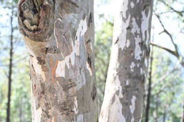 Ağaç dalının fotoğrafı ve V şeklindeki ağacın fotoğrafı arasında.
