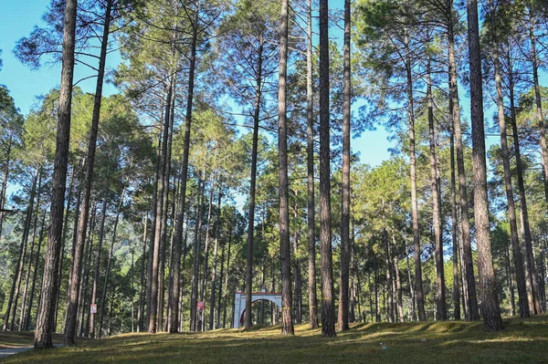 Açık gökyüzü olan ağaç fotoğrafı .