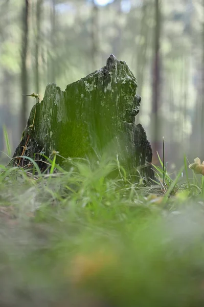 Ormanda yanmış ahşap. Geçmişi bulanık.