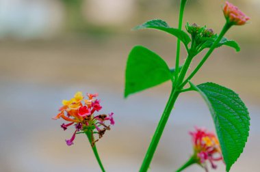 Yapraklı çiçek resimleri, bulanık arkaplan .